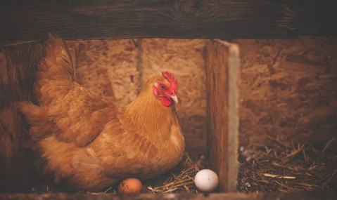 为什么鸡可以天天下蛋 而别的鸟不可以？